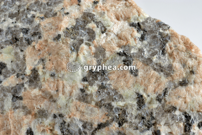Granite rose - Détail  - gryphea.org
